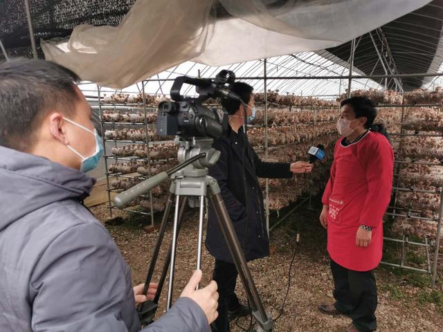 信念集團盧氏香菇扶貧產業大豐收 河南衛視專程到徐家灣鄉采訪