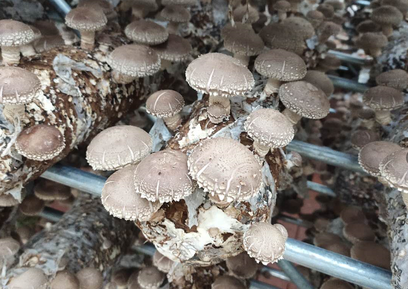 小香菇撬動脫貧致富大產業