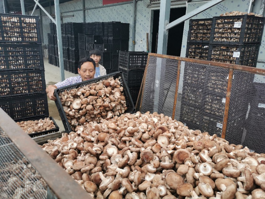 信念香菇香四方 十萬菇農奔小康