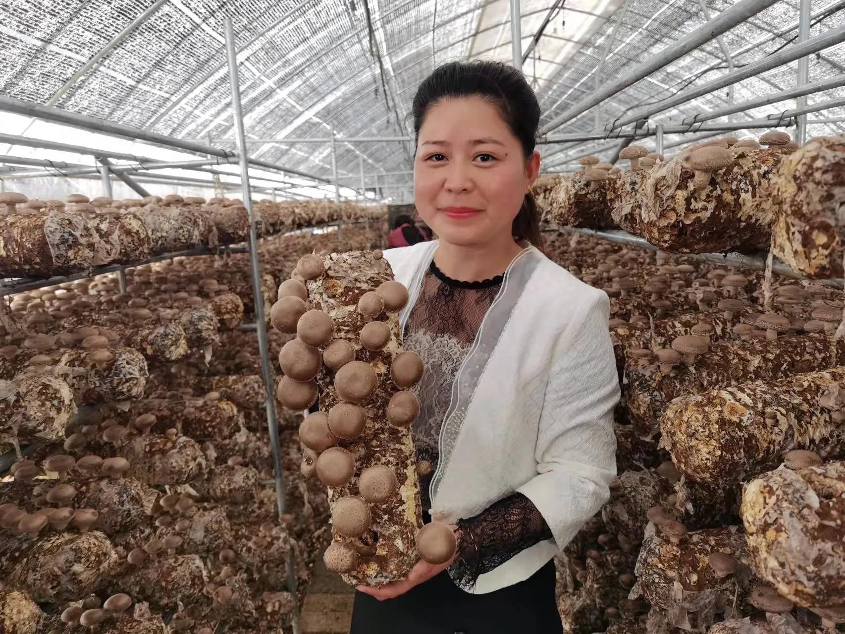 香菇生產(chǎn)大縣，盧氏林海興華：科技撐起香菇天地