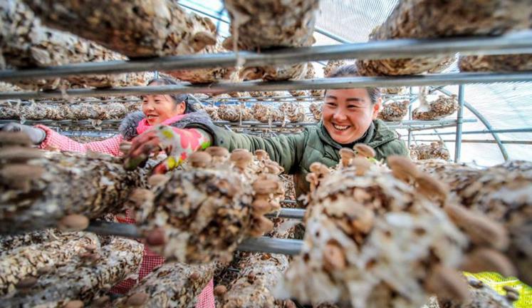 科技支撐特色品牌——河南盧氏縣做強香菇產(chǎn)業(yè)