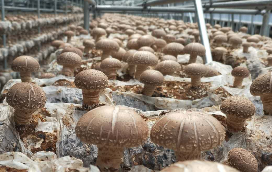 巧做加減法鄉村產業旺